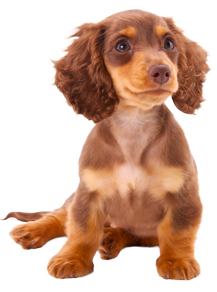Fehlerhund
